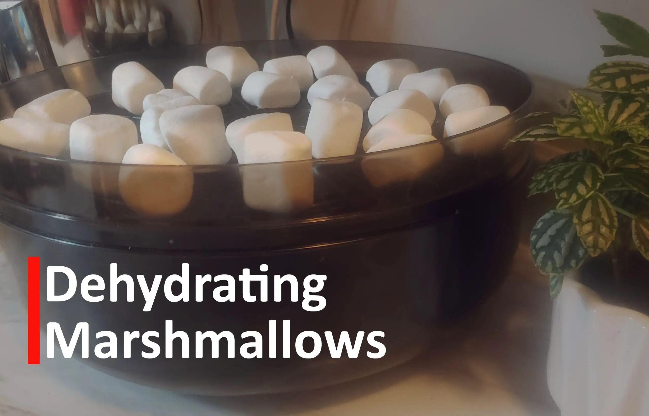 Dehydrated Marshmallows