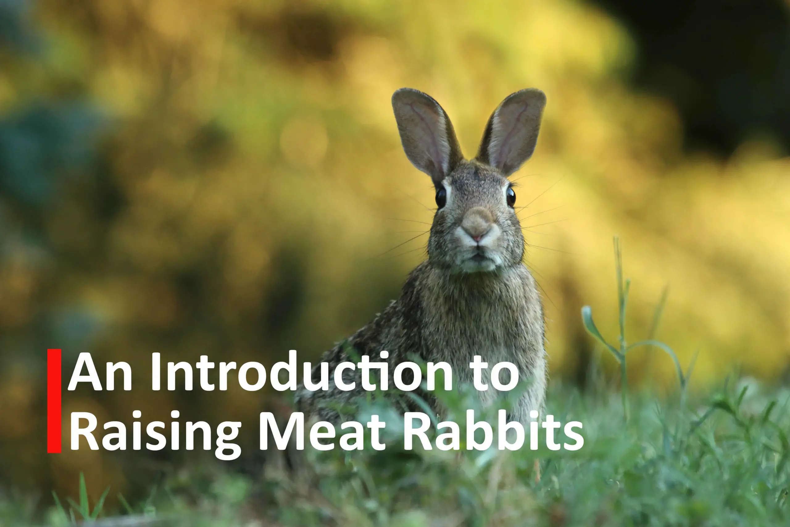 An Introduction to Raising Meat Rabbits Apocalyptic Prepping