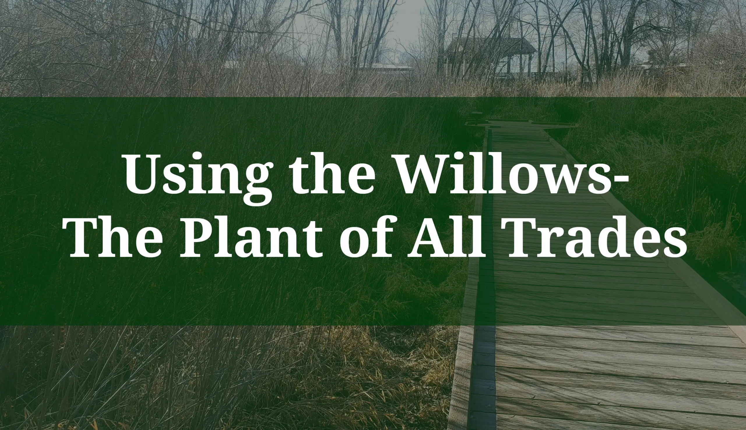 Using the Willows- The Plant of All Trades