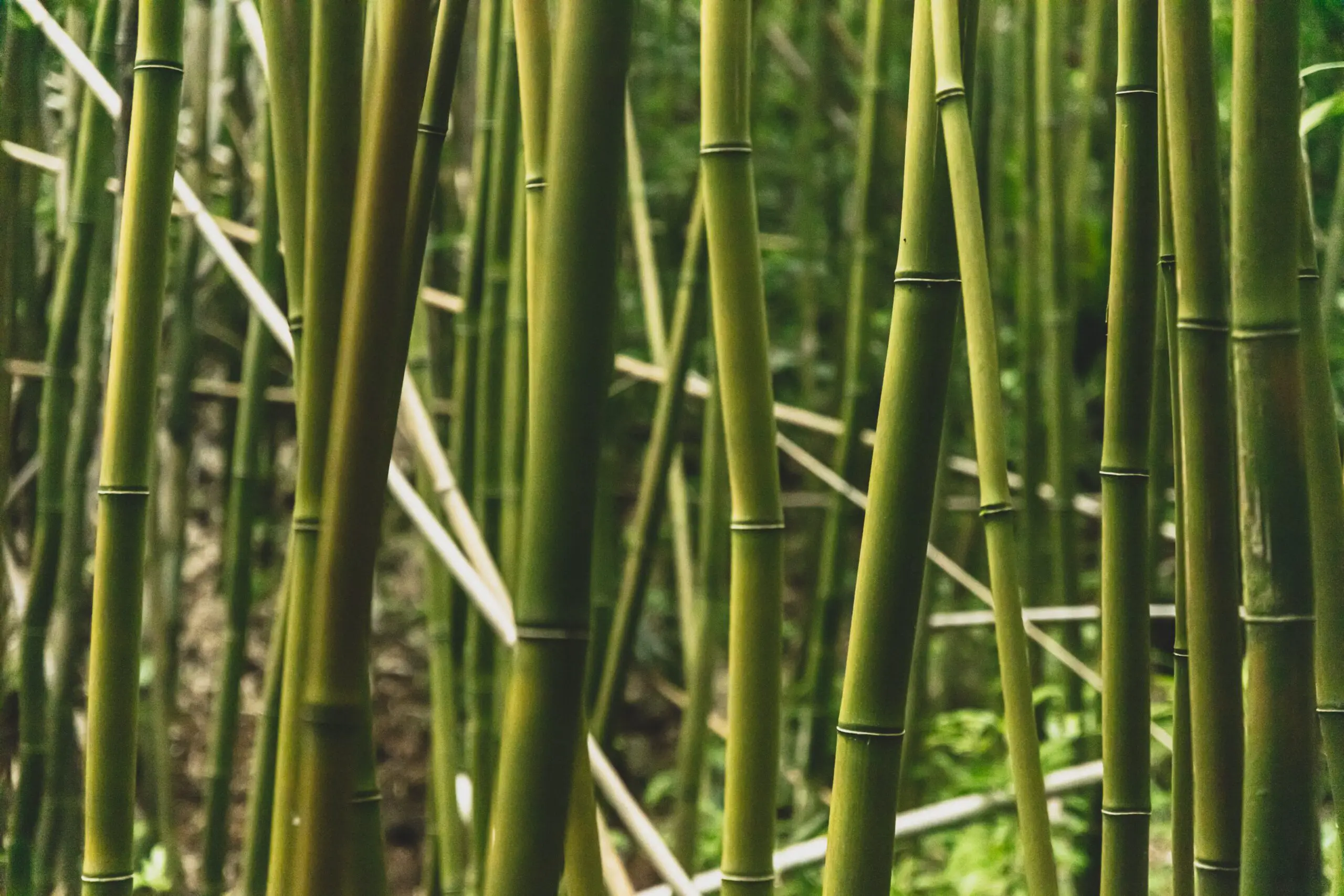 Bamboo for Preppers