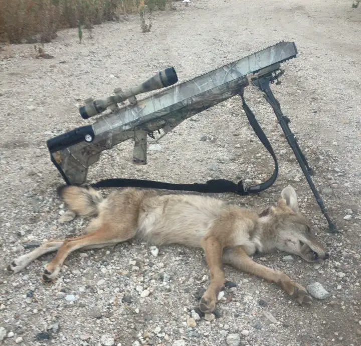 air rifle to take a coyote