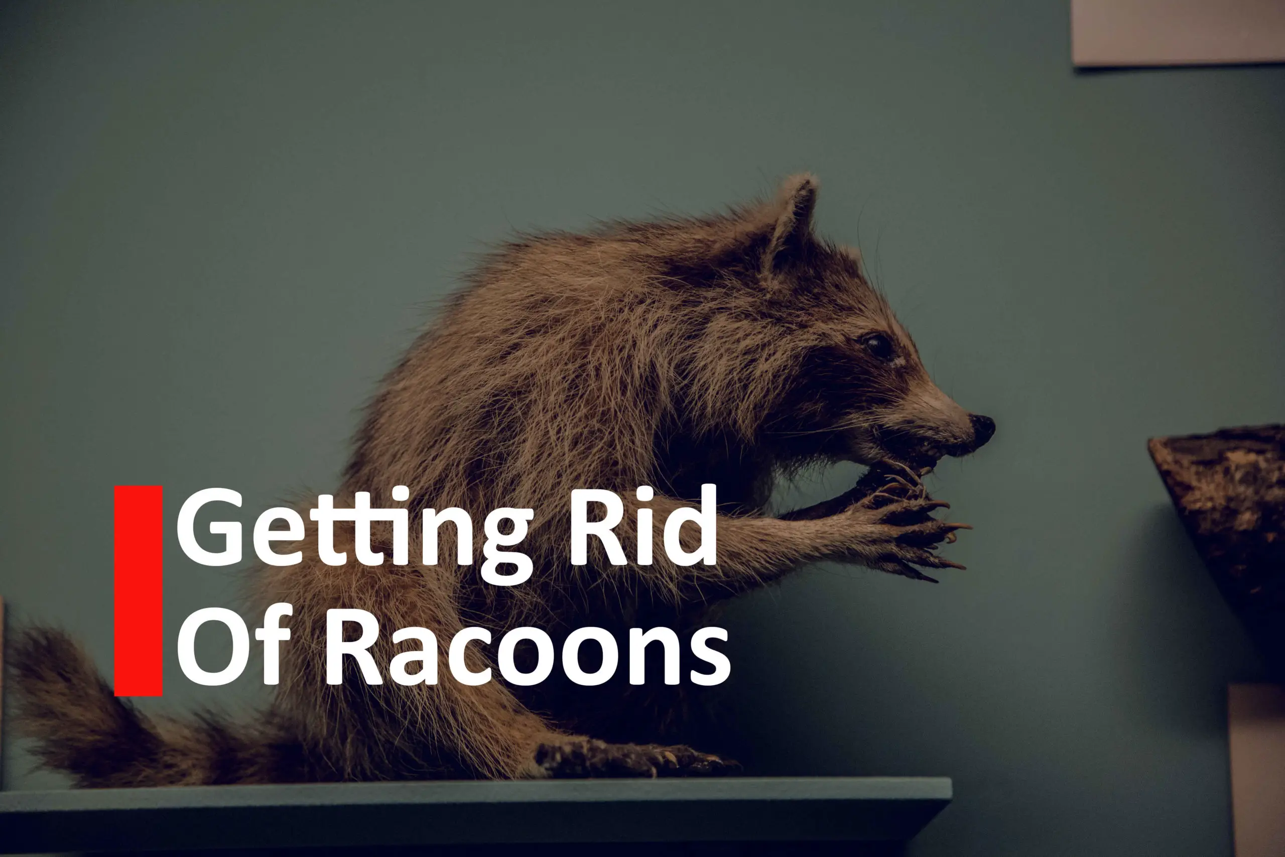Getting Rid of Racoons