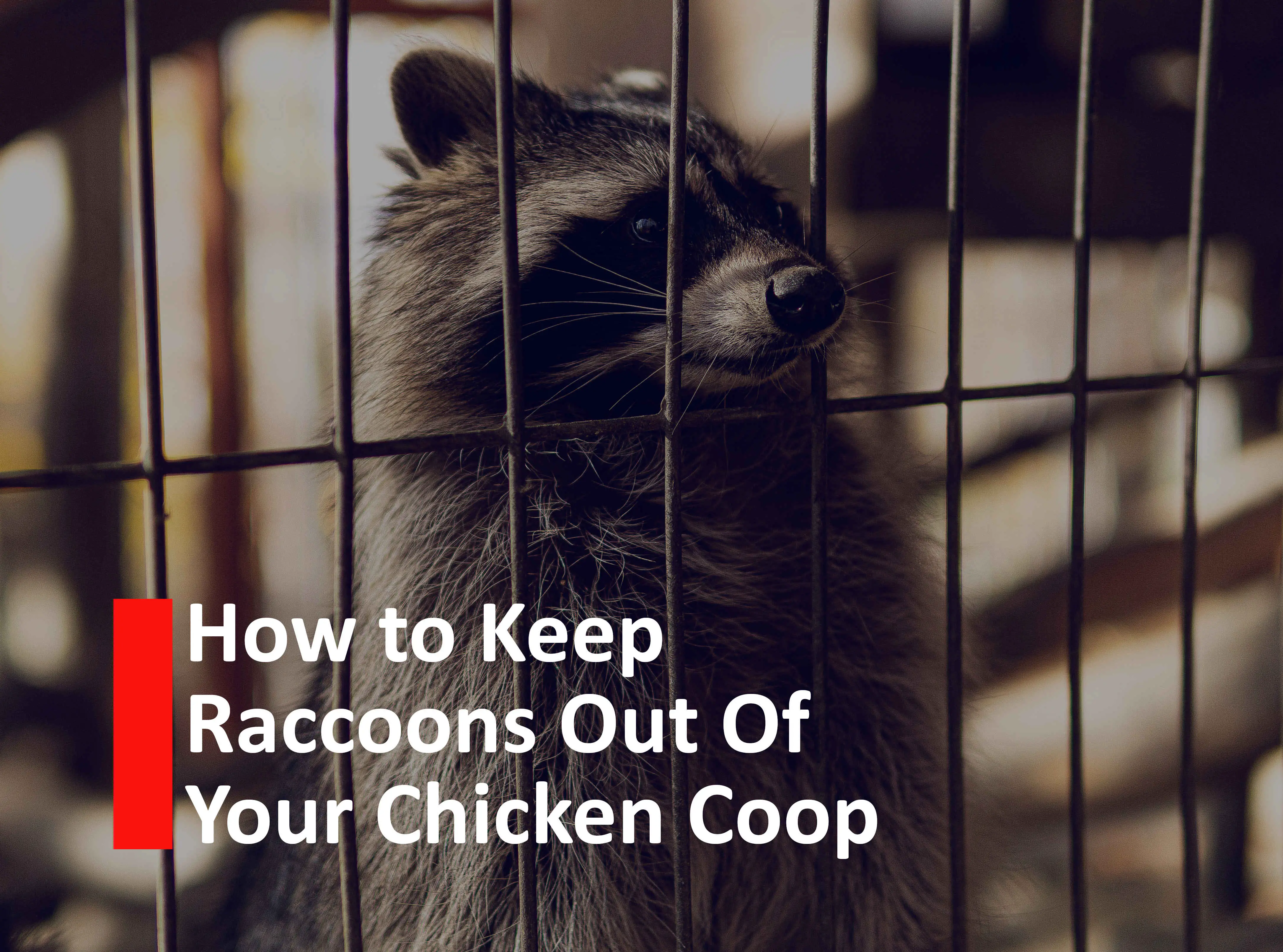 How to Keep Raccoons out of your chicken coop