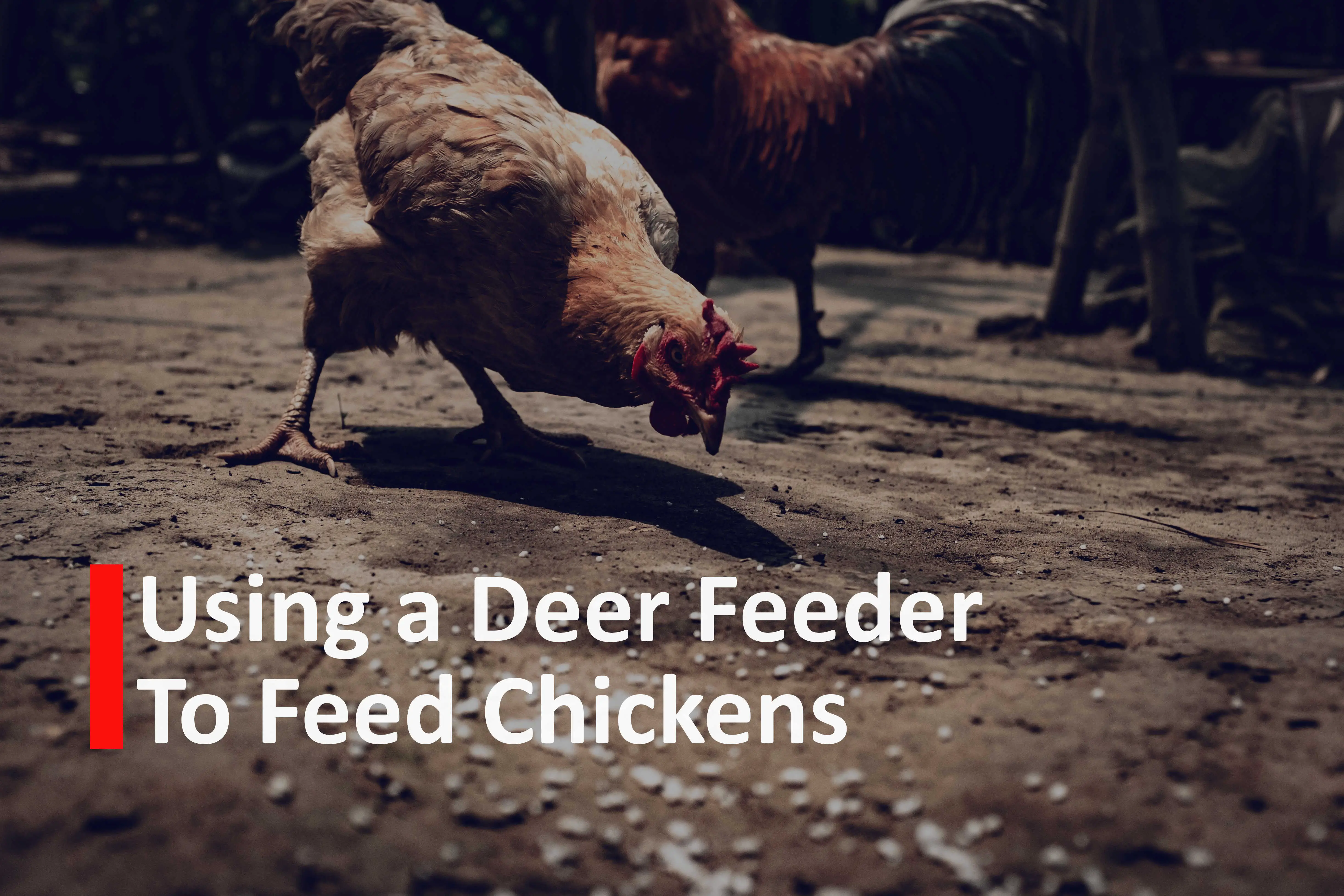 Using a Deer Feeder to Feed Chickens