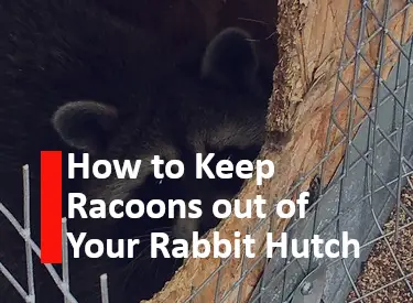 How to Keep Racoons out of your Rabbit Hutch