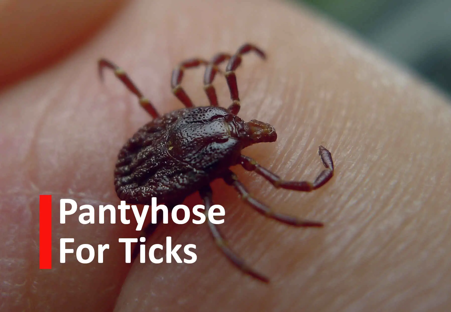 Pantyhose for Ticks